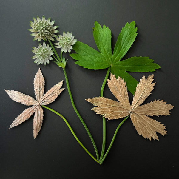 cartes postales *Astrantia*