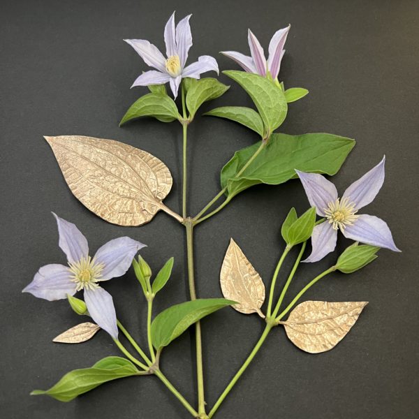 cartes postales *Clematis*