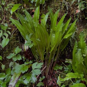 Berceuses Asplenium scolopendrium – Image 5