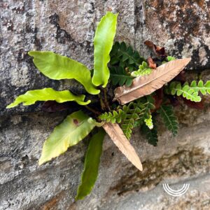 Berceuses Asplenium scolopendrium – Image 4